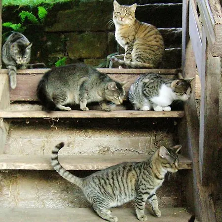 Zur Linde * Oberharmersbach