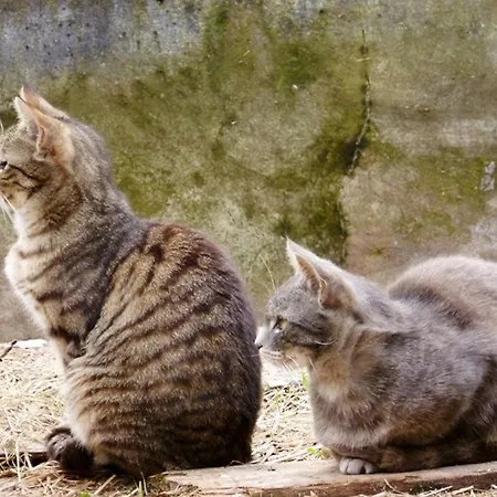 Zur Linde Séjour à la ferme *